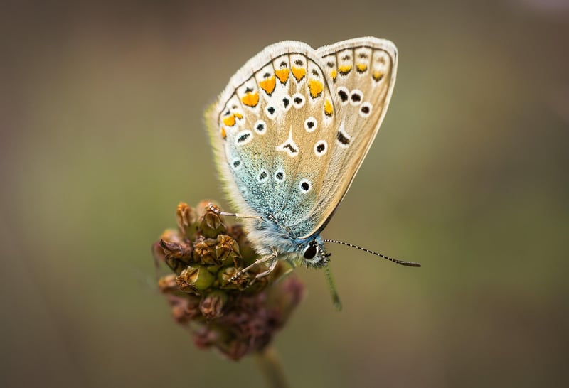 Butterfly Effect
