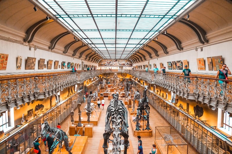 Triceratops